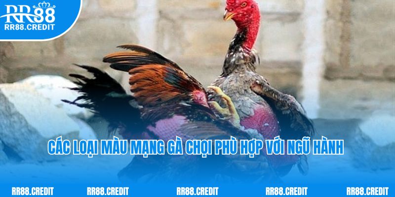 Các loại màu mạng gà chọi phù hợp với ngũ hành 